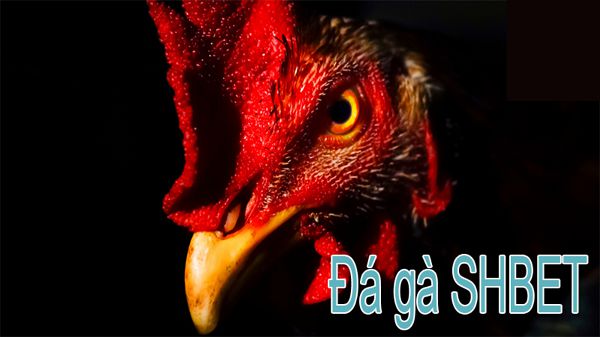 Tôi cần làm gì để đăng ký trở thành thành viên của Xs88? - Xs88