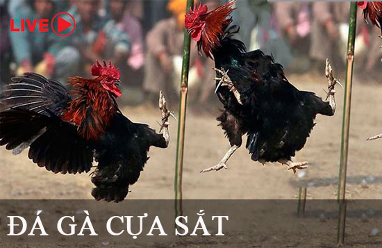 Các hoạt động quảng bá của Betvisa rất rộng khắp! - Betvisa